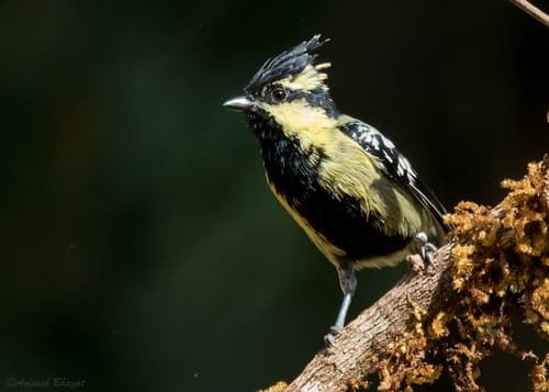 Indian Yellow Tit