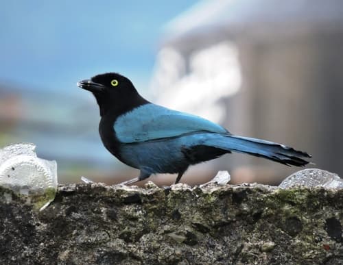 Bushy-crested Jay