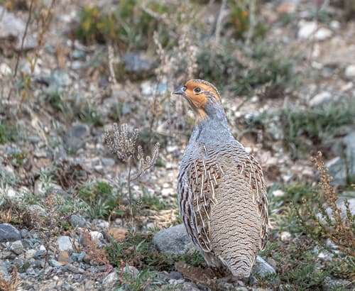Daurian Partridge