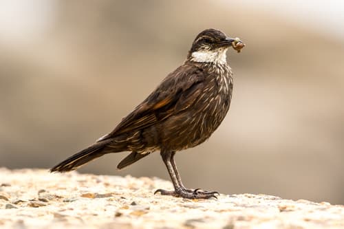 Seaside Cinclodes