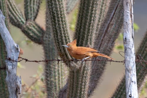 Caatinga Cacholote