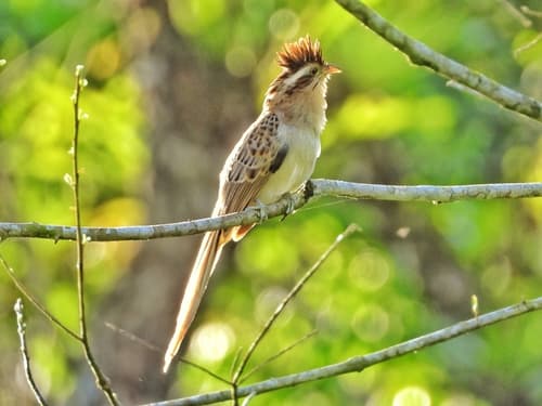 Striped Cuckoo