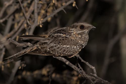 Scissor-tailed Nightjar