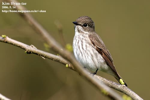 Gray-streaked Flycatcher