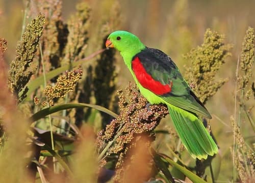 Red-winged Parrot