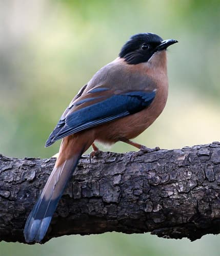 Rufous Sibia