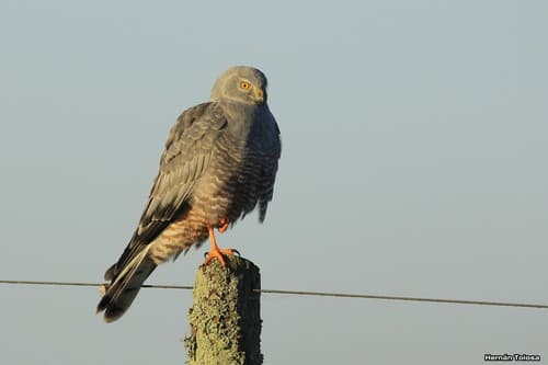 Cinereous Harrier
