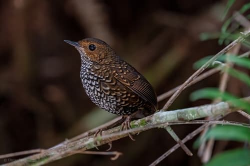 Pygmy Cupwing