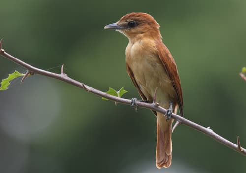 Cinnamon Becard