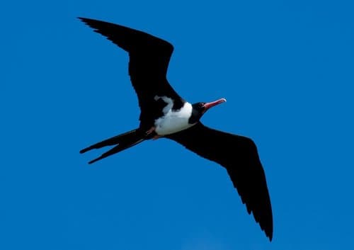 Christmas Frigatebird