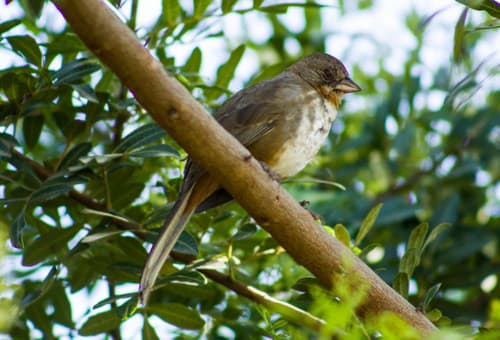 White-throated Towhee