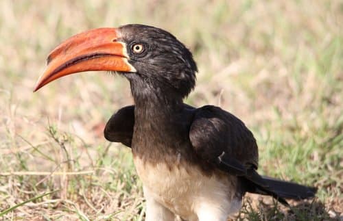 Crowned Hornbill
