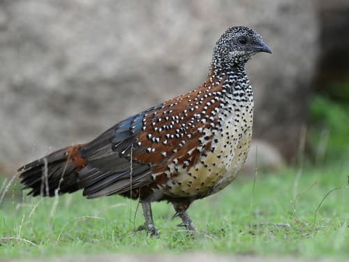 Painted Spurfowl
