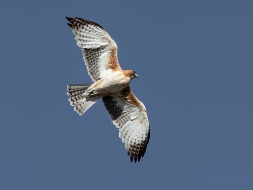 Little Eagle