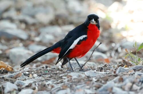 Crimson-breasted Gonolek