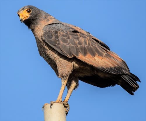 Rufous Crab Hawk