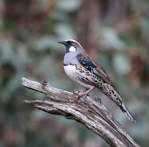 Spotted Quailthrush