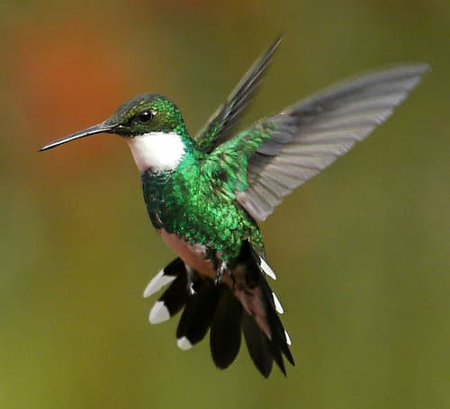 White-throated Hummingbird