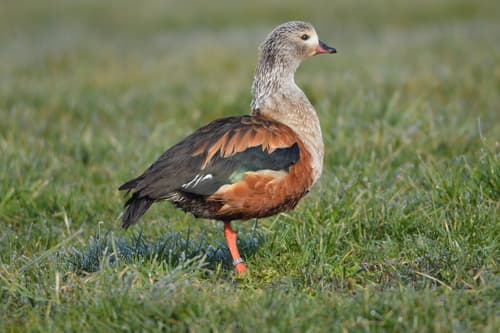 Orinoco Goose