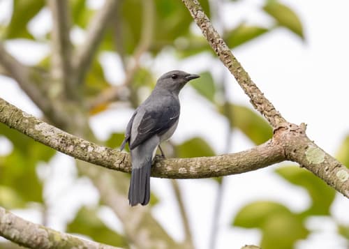 Black-winged Cuckooshrike
