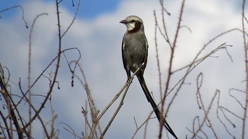 Streamer-tailed Tyrant