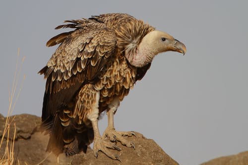 Rüppell's Griffon