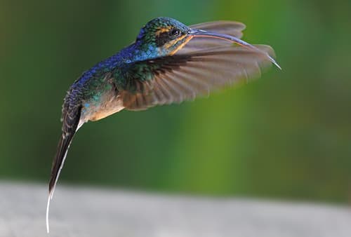 Green Hermit