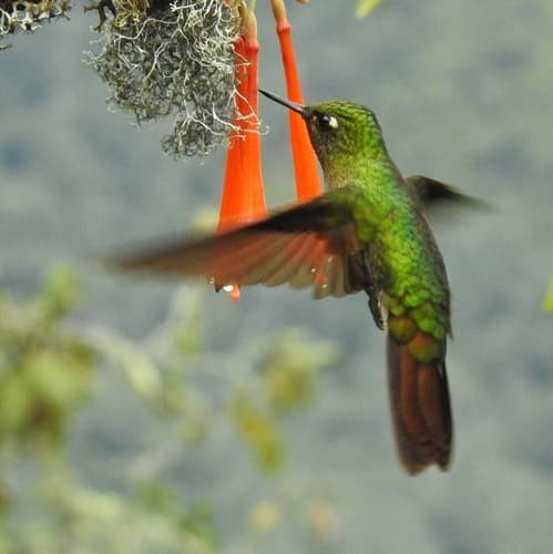 Tyrian Metaltail