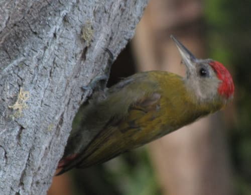 Olive Woodpecker