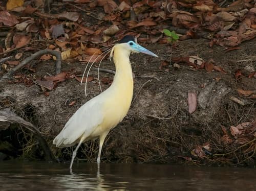 Capped Heron
