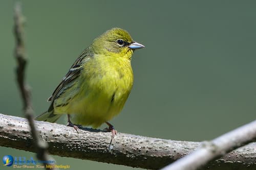 Yellow Bunting
