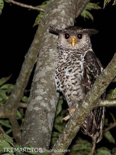 Spot-bellied Eagle-Owl