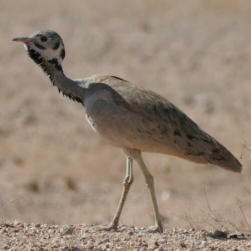 Rüppell's Bustard