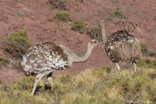 Lesser Rhea