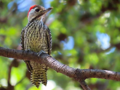 Cardinal Woodpecker