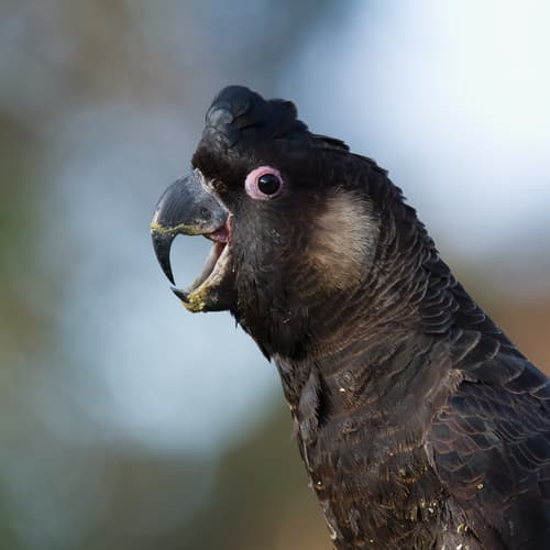 Baudin's Black Cockatoo