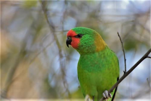 Little Lorikeet