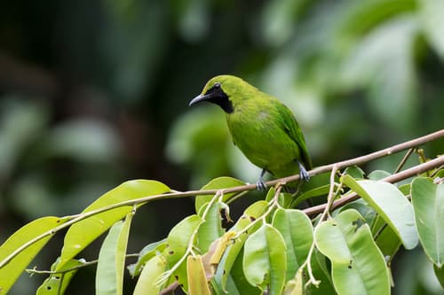 Lesser Green Leafbird