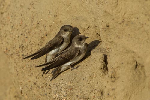 Pale Martin