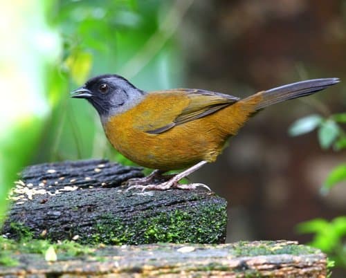Large-footed Finch