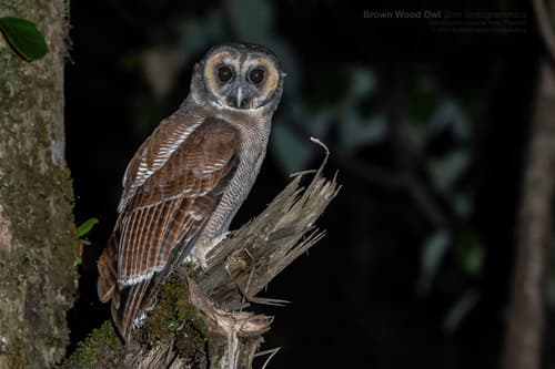 Brown Wood-Owl