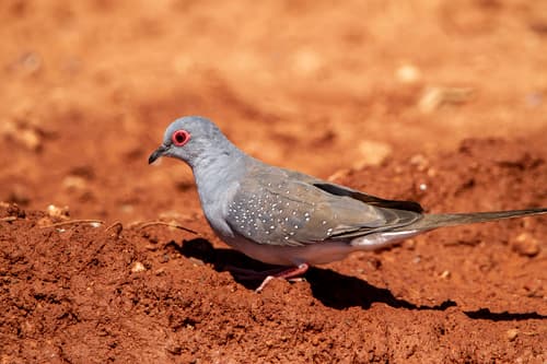 Diamond Dove