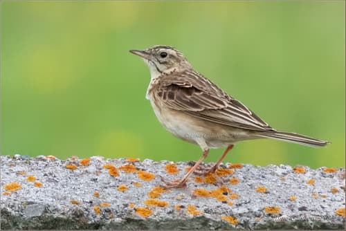Richard's Pipit
