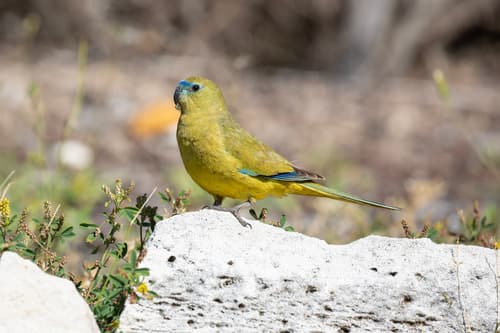 Rock Parrot