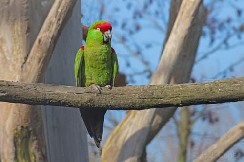 Thick-billed Parrot