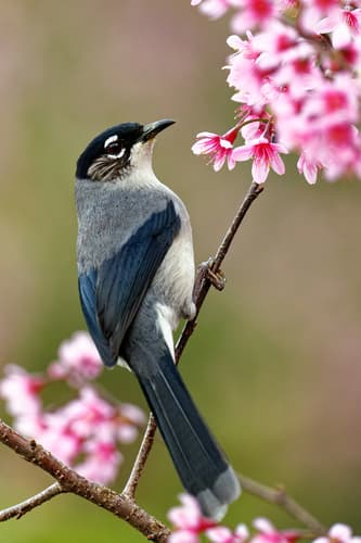 Black-headed Sibia