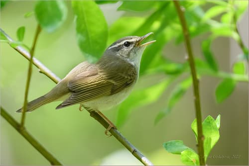 Sakhalin Leaf Warbler