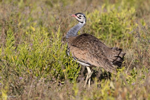 White-bellied Korhaan