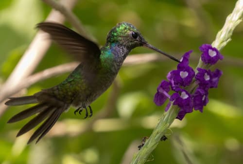Charming Hummingbird