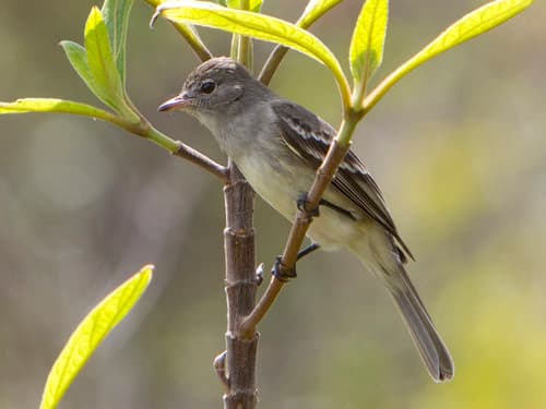 Lesser Elaenia